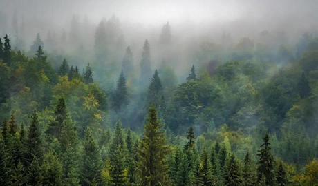 植樹節(jié)|得高地板構建健康家居，呵護地球生態(tài)